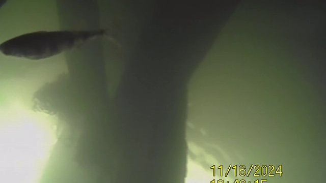 1000032607.mp4Волга гл.4м.16.11.2024г.