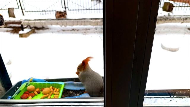 Омские белочки 16.11.2024 г.