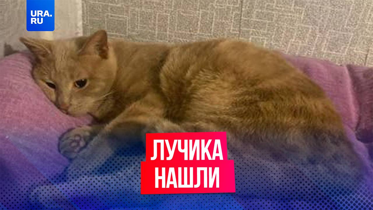 Кота Лучика, которого девочка украли из зоомагазина, нашли волонтеры