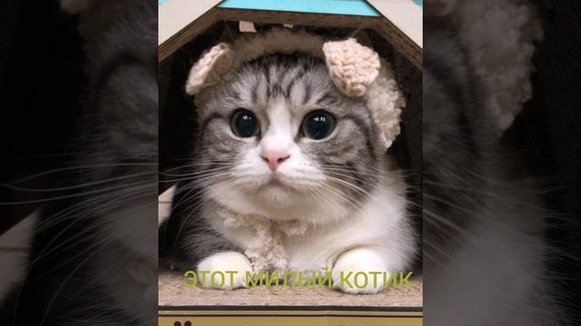 Алотер - этот милый котик