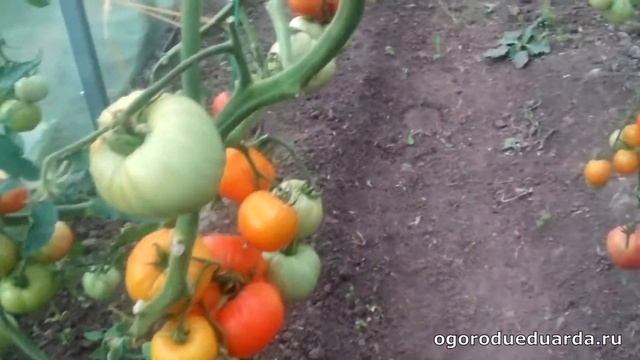 Очередная прогулка по теплице с томатами