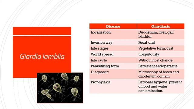 Protozoa. Amoebae and Flagellata