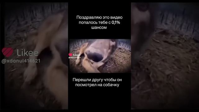 Like_7437077686657287589.mp4
