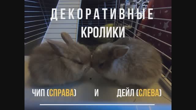 Знакомимся Чип и Дейл