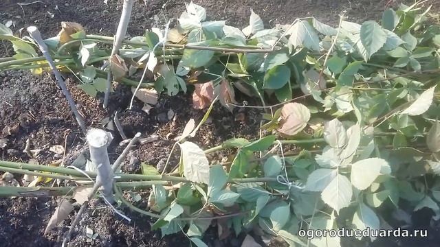 Подготавливаем бесшипную ежевику к зимовке