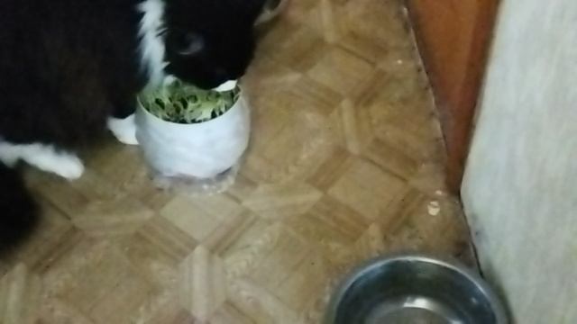 Фунтик  травоядным стал витамины зимой необходимы кошачьим.