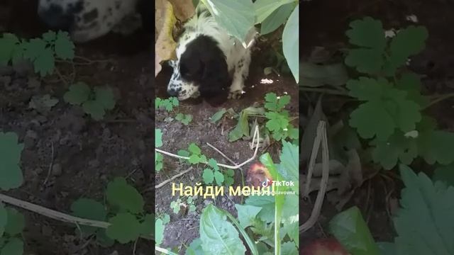 Найди меня!...)))