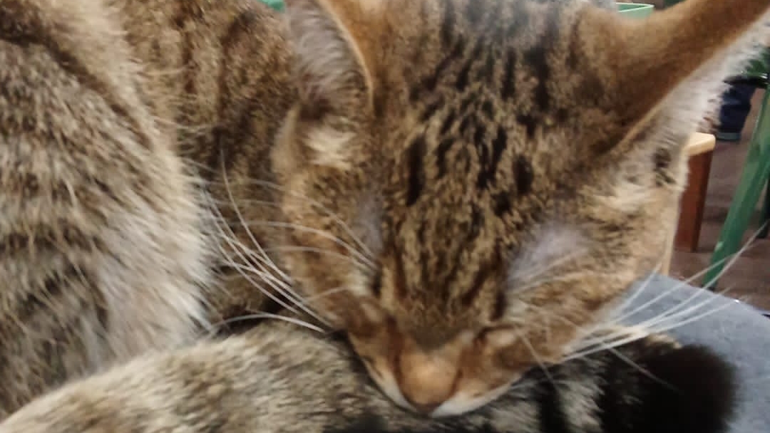 кафе с котиками