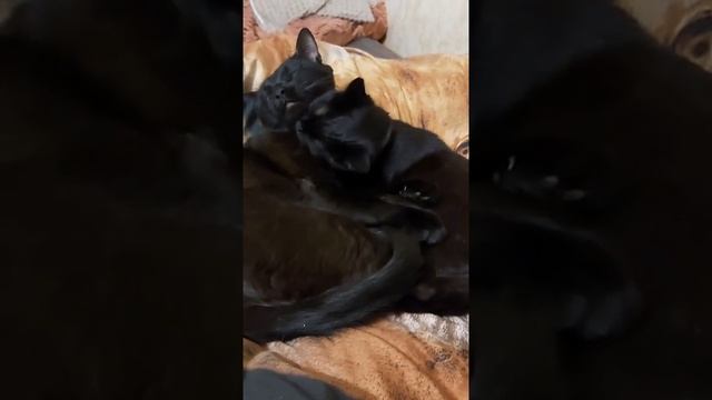 Вот такая любовьЛюбовь котиковПесни о любвивоттакаялюбовьпесниолюбвикотикилюбовь