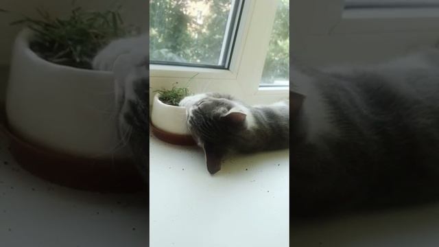 Кошечка Ася в детстве, 2022 год