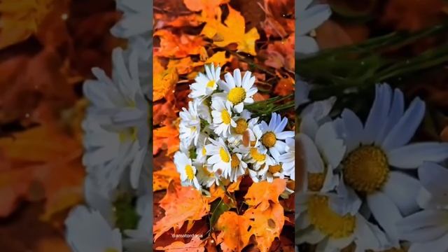 Ромашки 🌸

 #Ромашки  #осень
