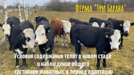 Условия содержания телят в новом стаде и наблюдение общего состояния животных в период адаптации