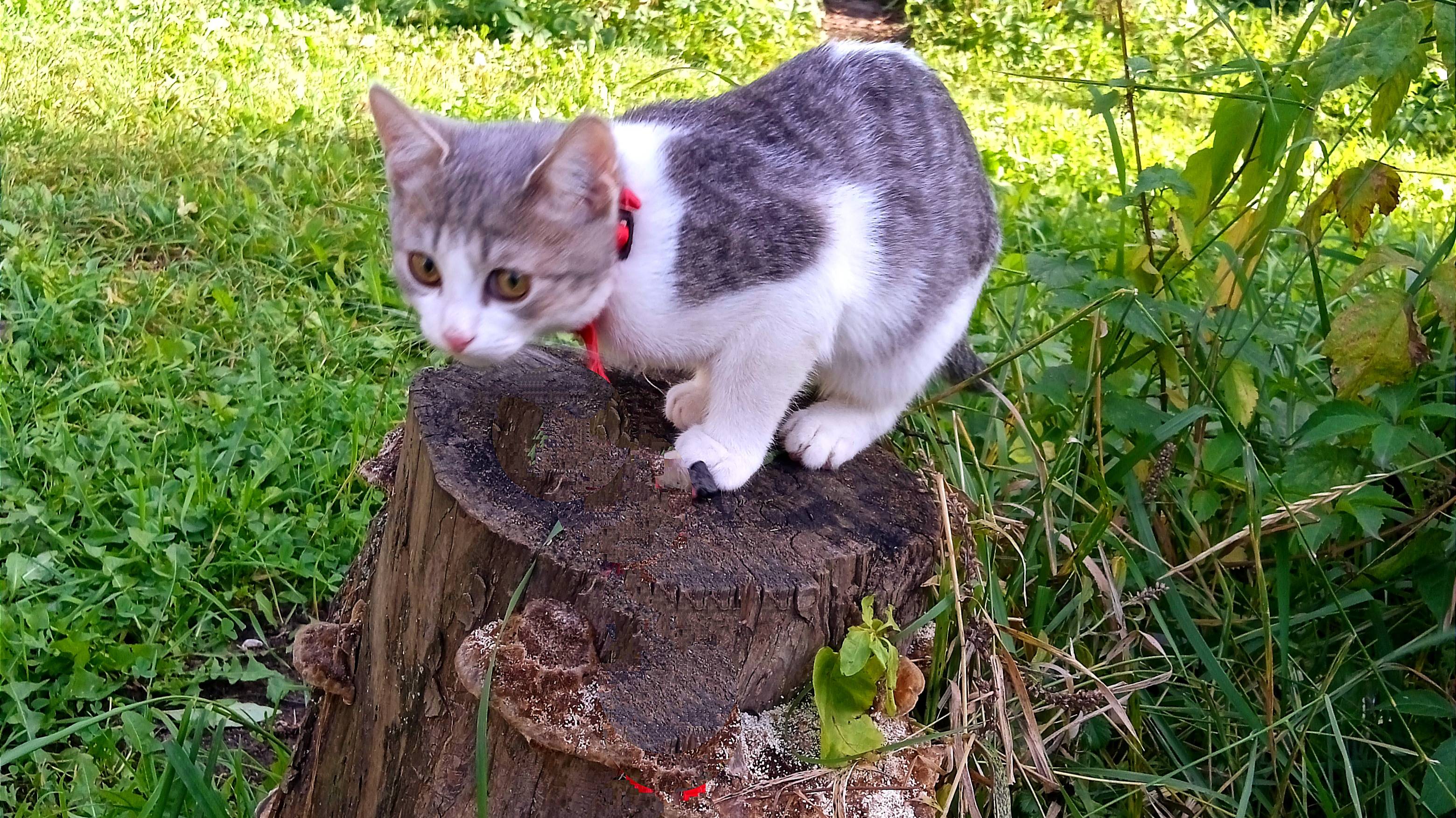 #кошки Ты ко мне не приходи и не трать напрасно время