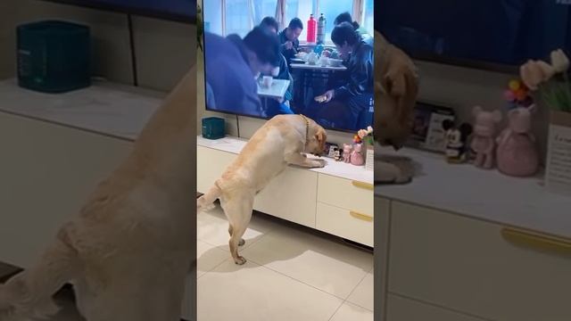 1000003668.mp4