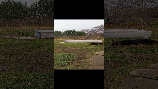 Гуляем, грязные...