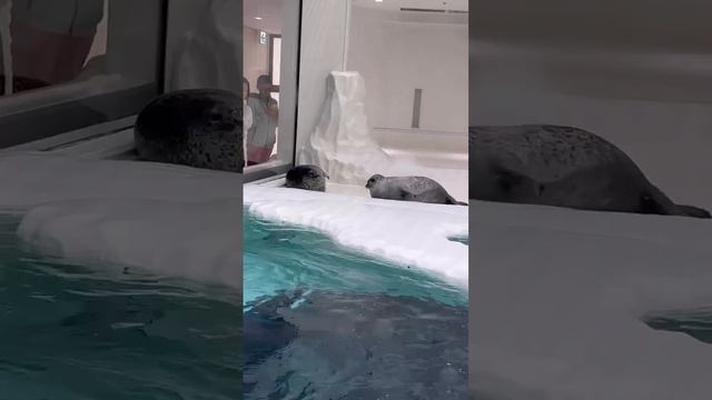 Сегодня вы узнали, что морские котики дерутся так же, как и обычные. 🐱