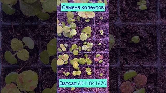 Семена вегетативных колеусов в продаже