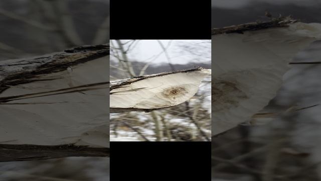 бобер погрыз