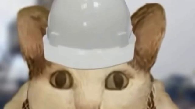 VID-20241116-WA0003.mp4