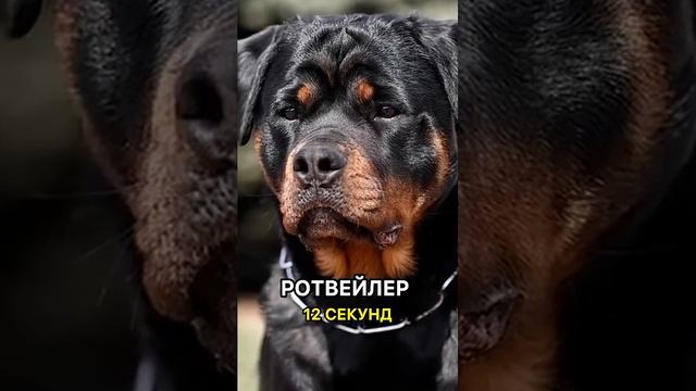 Атаковать ,думай быстрее🤣🤣🤣 Улыбнитесь