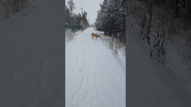 как они радуются снегу