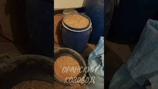 Оранский козовод представляет...