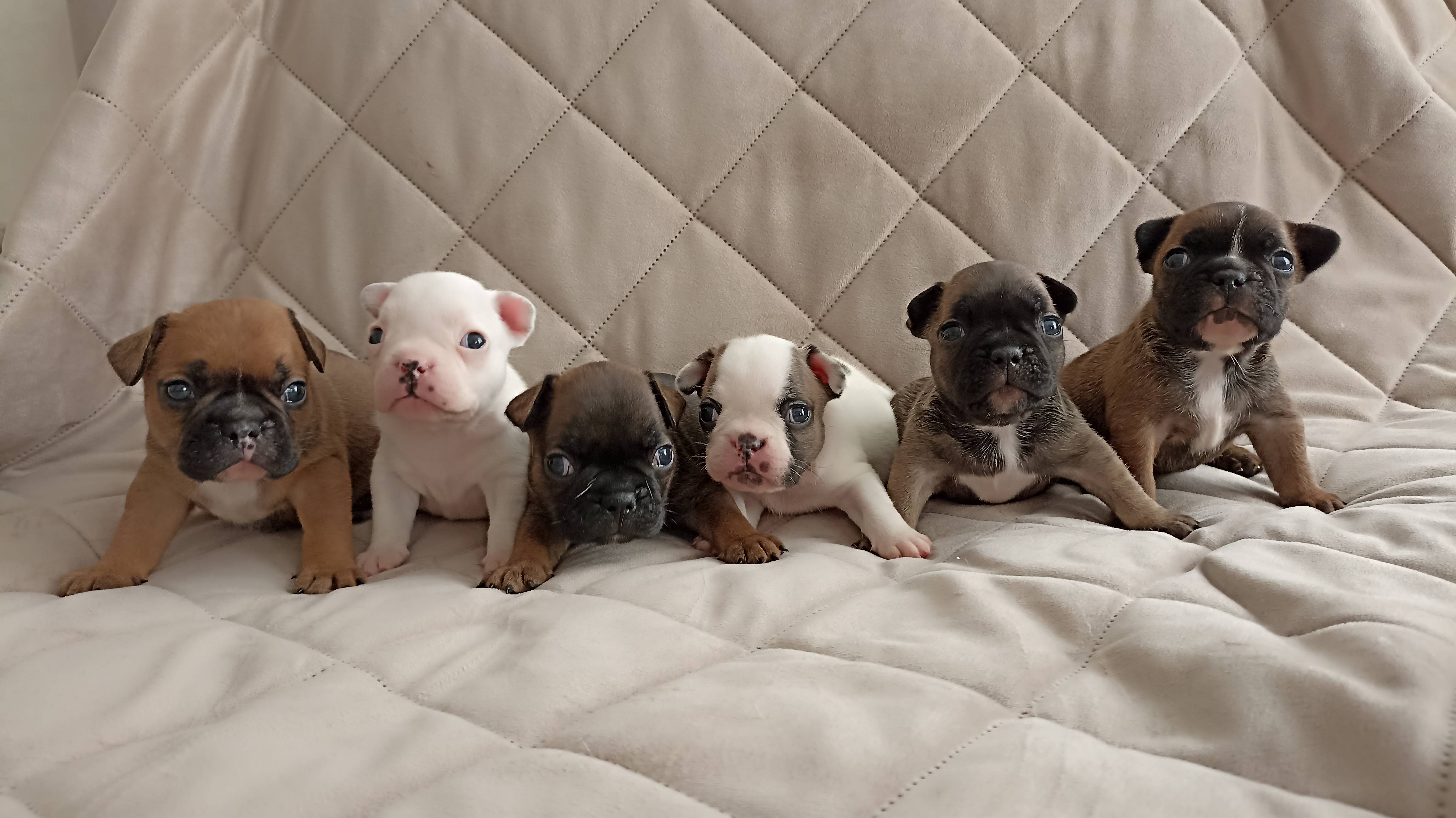 Щенки французского бульдога (Бронь)