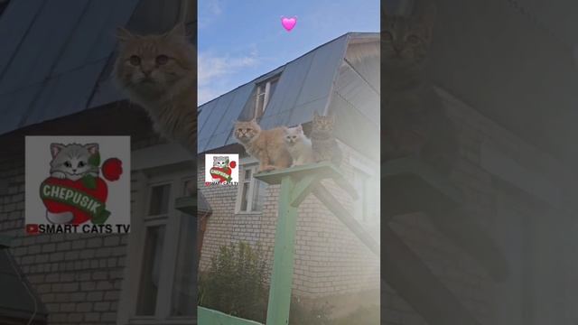 Просите и дано будет Вам ищите и найдёте 😇🌈💓🙏🐈🐈🐈