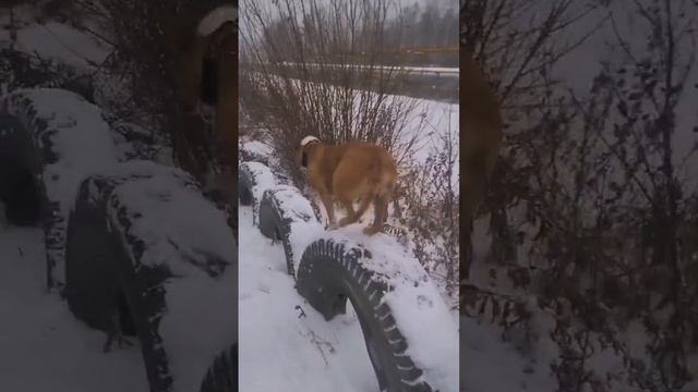 Доберман/Сенбернар/стаффорд #доберман #сенбернар #стаффорд