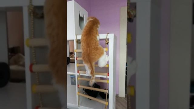 Кот Филя физкультурник.mp4