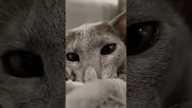 #ОриерталАссоль
