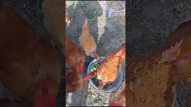 Мои Курочки и Петушки