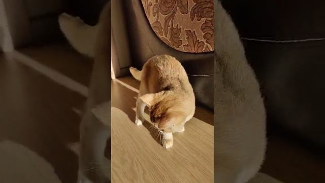 Сладкий пирожок Котик