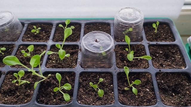 Купила еще немного семян томатов, которые хотела, посев 13 марта!🍅🍅🍅 Обзор петунии, как есть.