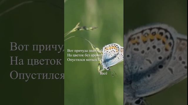 Басё - "Вот причуда знатока!"