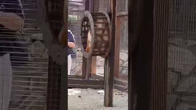 VID_20241117_144902_815.mp4