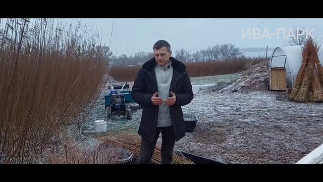 ИВА-ПАРК. Уборка ивы началась.