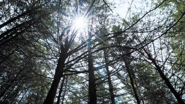 Солнечные лучи пробиваются сквозь высокие деревья в лесу.