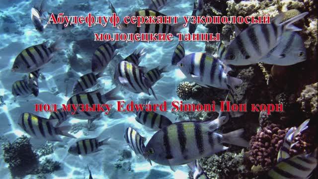 14. Абудефдуф сержант узкополосый молодецкие танцы под музыку Edward Simoni Поп корн