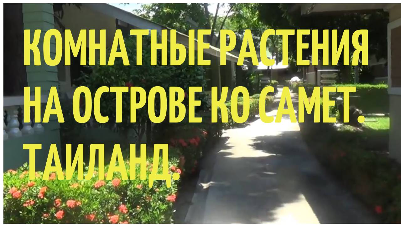 Комнатные растения на острове Ко Самет. Таиланд
