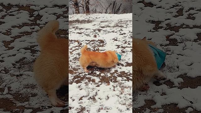 Жаль, снега мало выпало