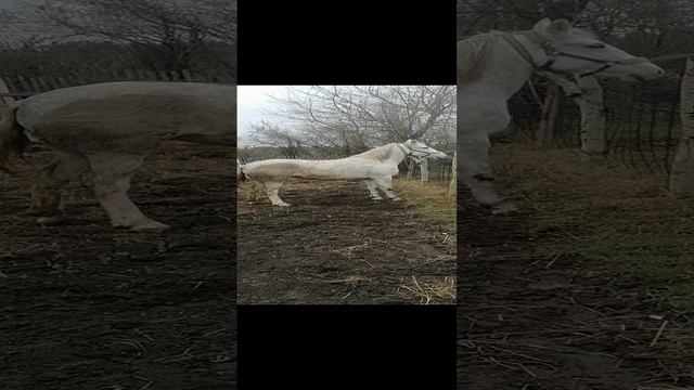 VID_20241117_142709.mp4