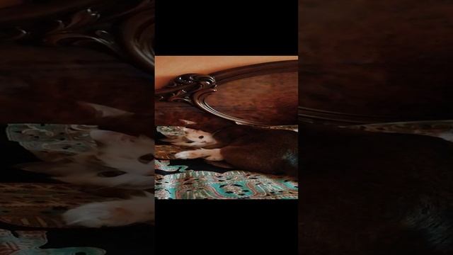 VID_20240411_175637.mp4