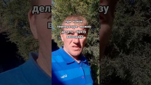 КОГДА МОЖНО ДЕЛАТЬ ОБРЕЗКУ ВИНОГРАДА