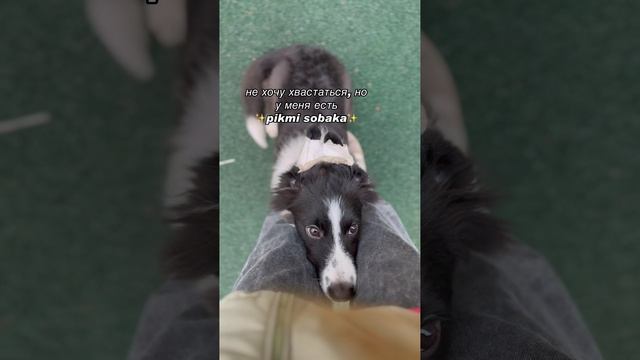 Собака
