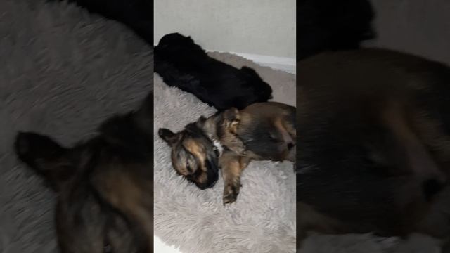 Video.Guru_20241117_192337501.mp4