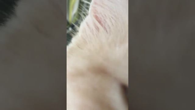 Мой котик Лео