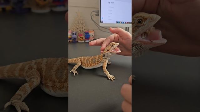1000367274.mp4
