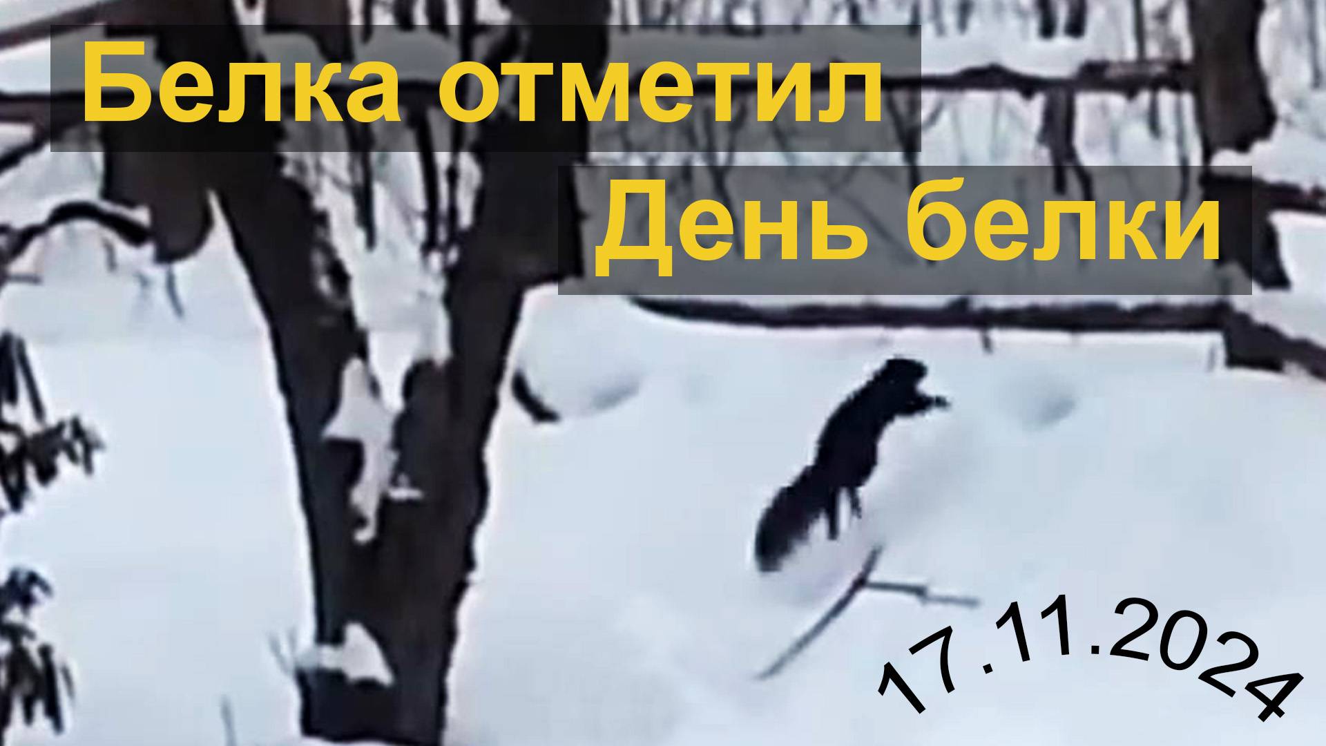 Белка отметил День Белки.  17.11.2024