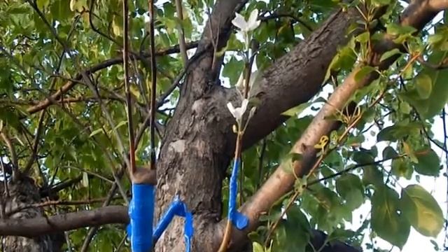 Прививка из трёх одна удалась